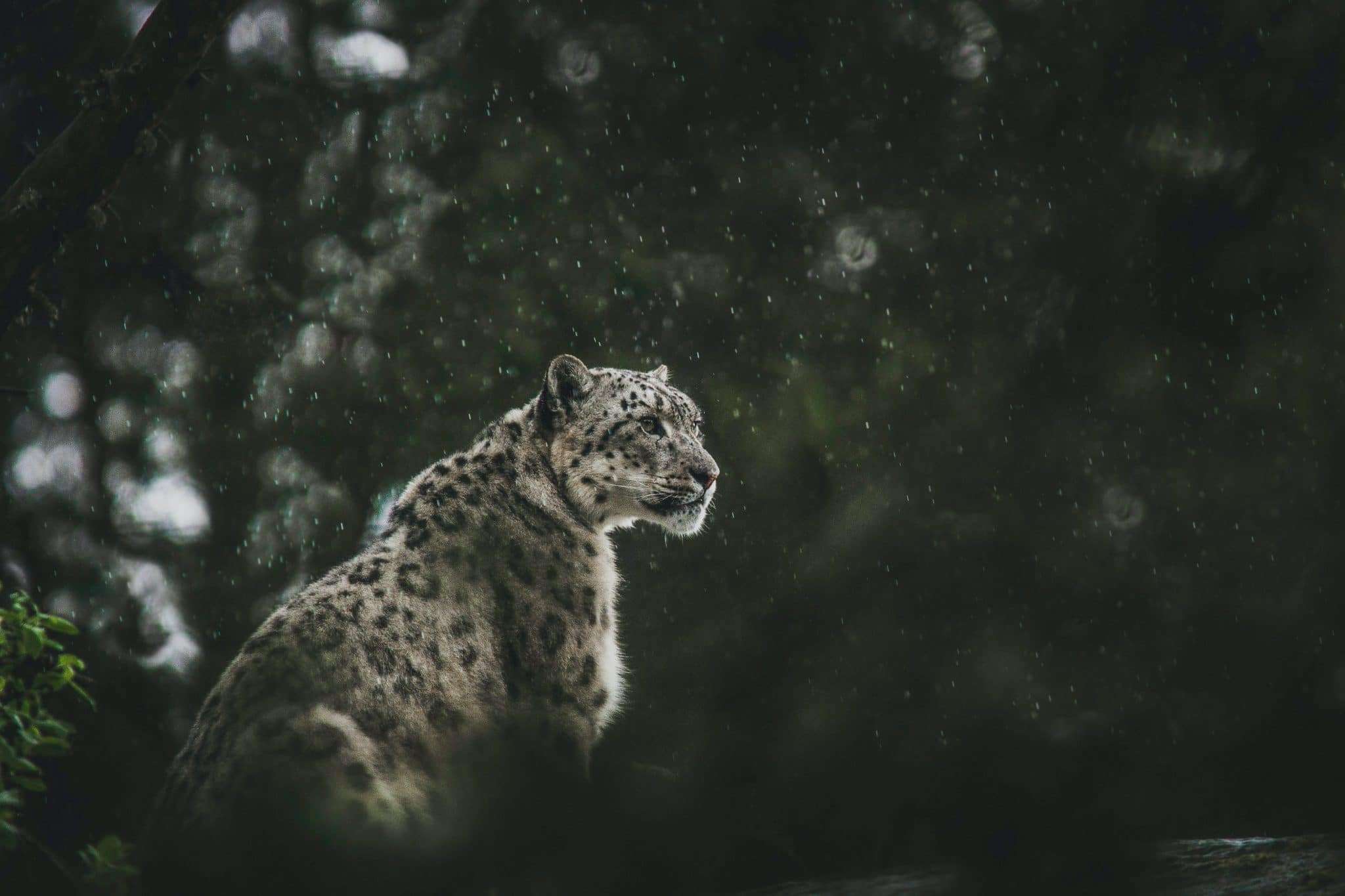cashmere snow leopards