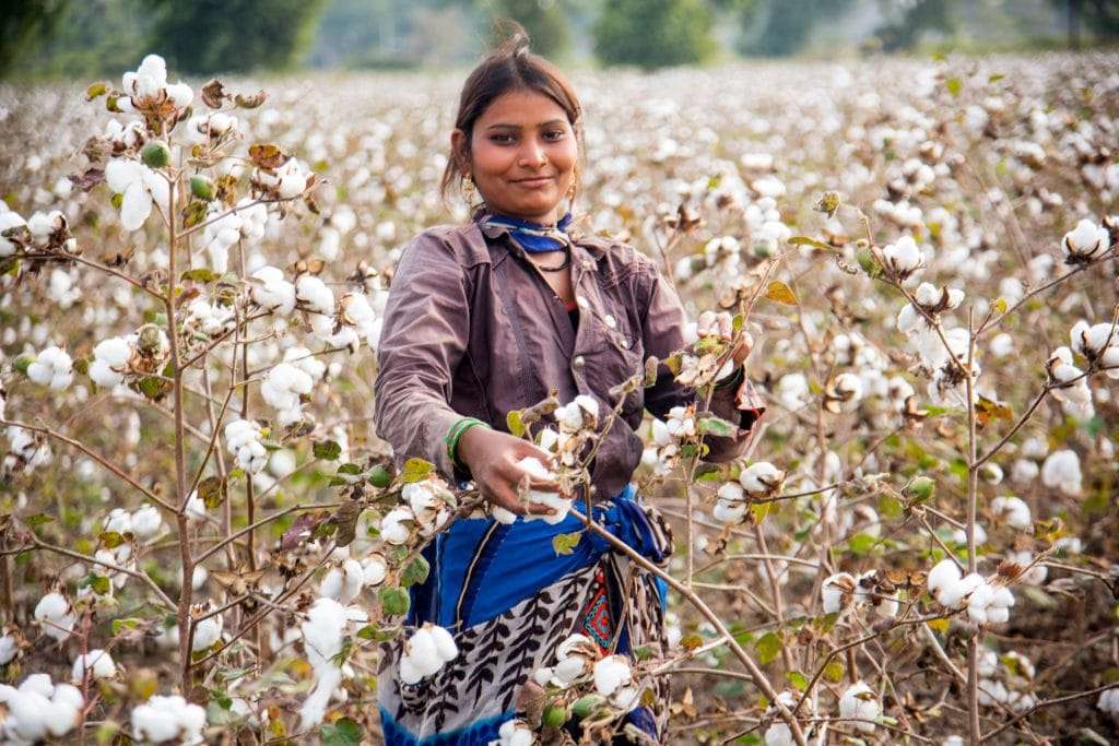 Indian,Woman,Harvesting,Cotton,In,A,Cotton,Field,,Maharashtra,,India.