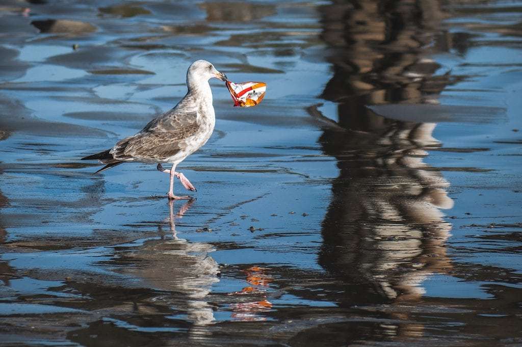 A seagull with trash