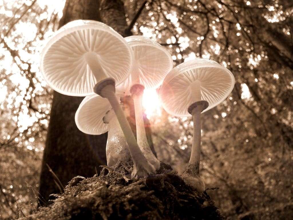 benefits-of-mushrooms