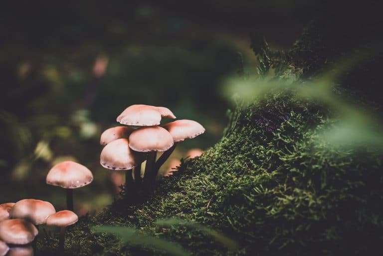 benefits-of-mushrooms