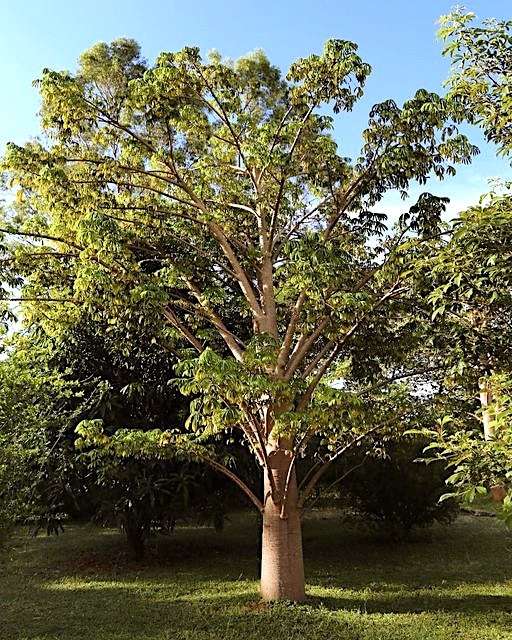 fruit tree planting brazil