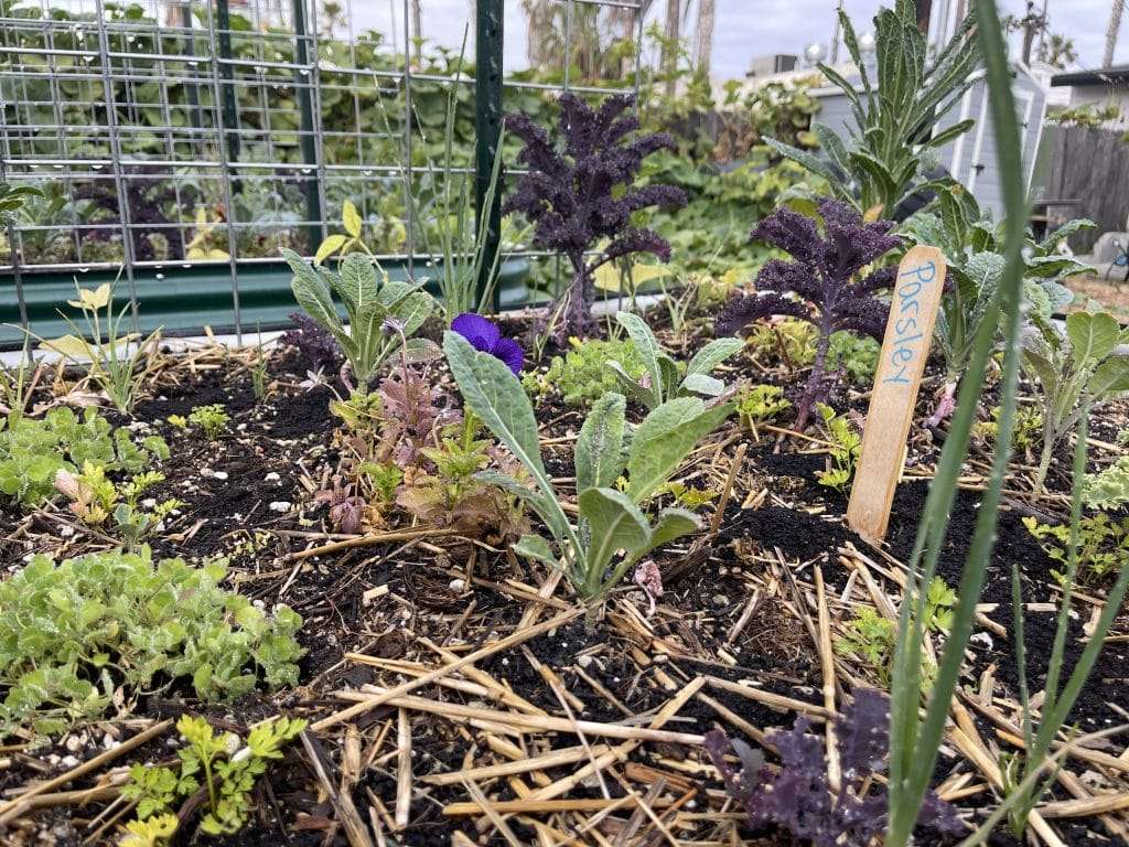 the plot home garden