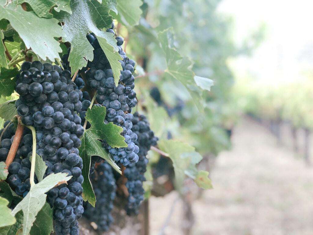 napa valley grapes