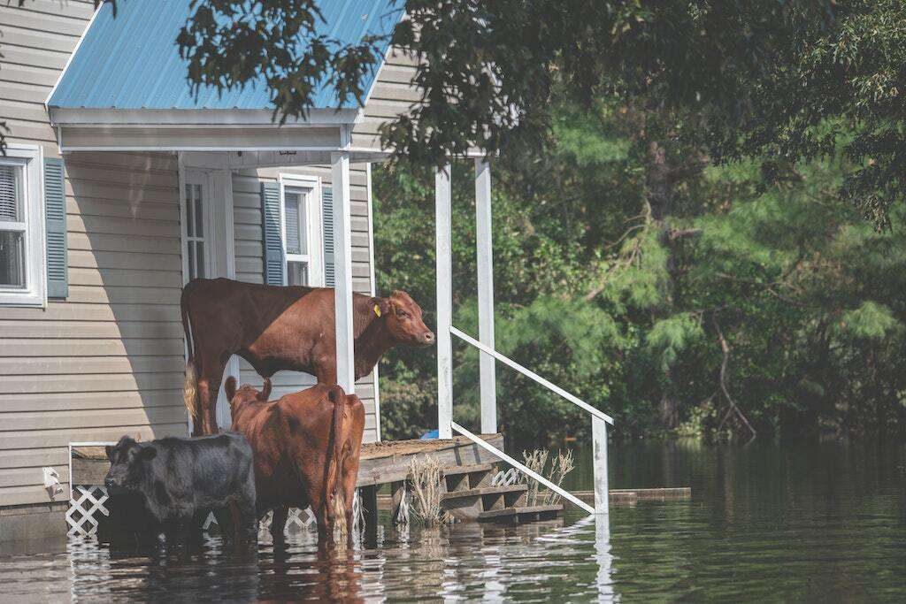 cows in a flood