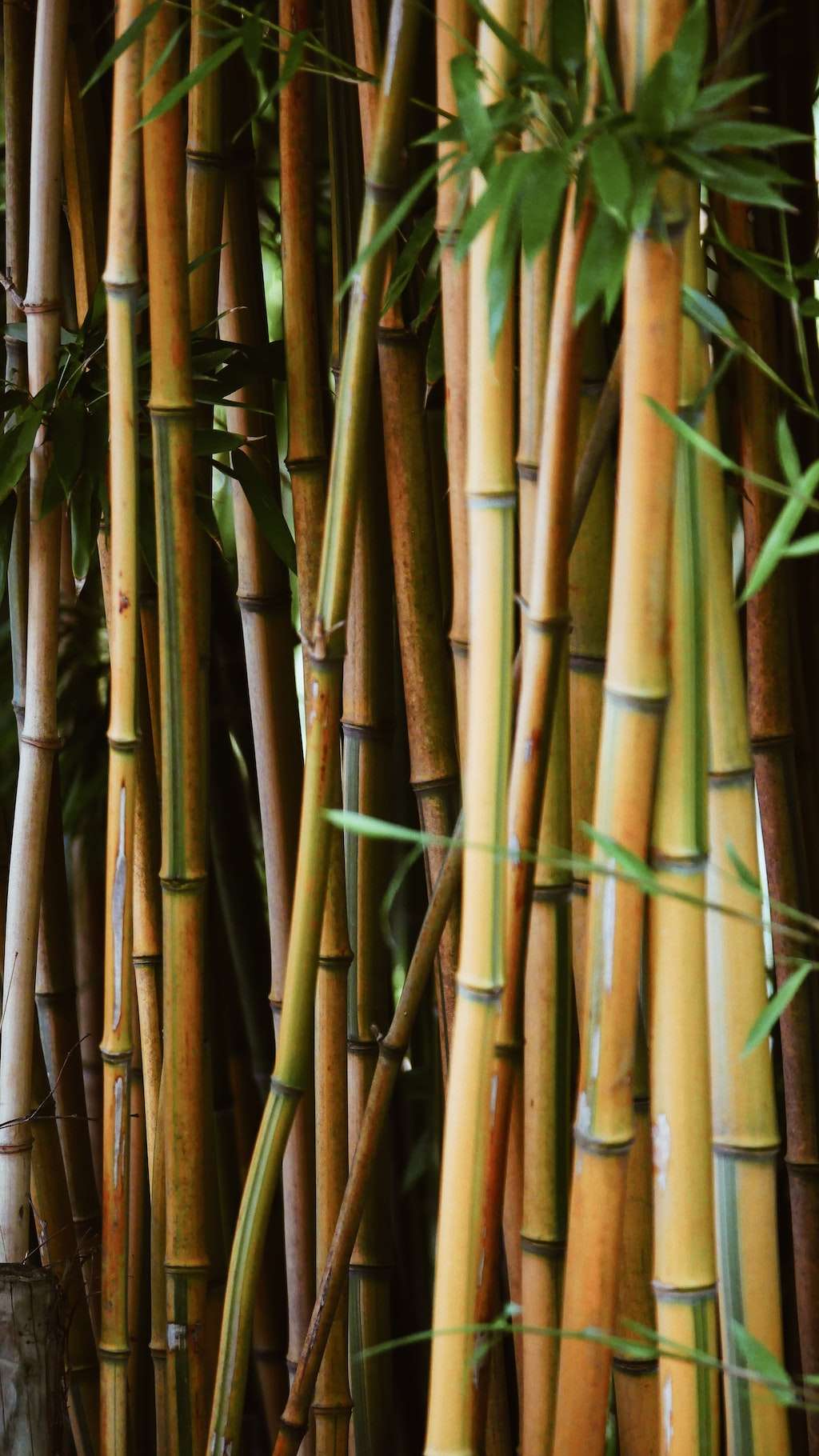 Bamboo forests support China's pandas and the bamboo fabric industry 