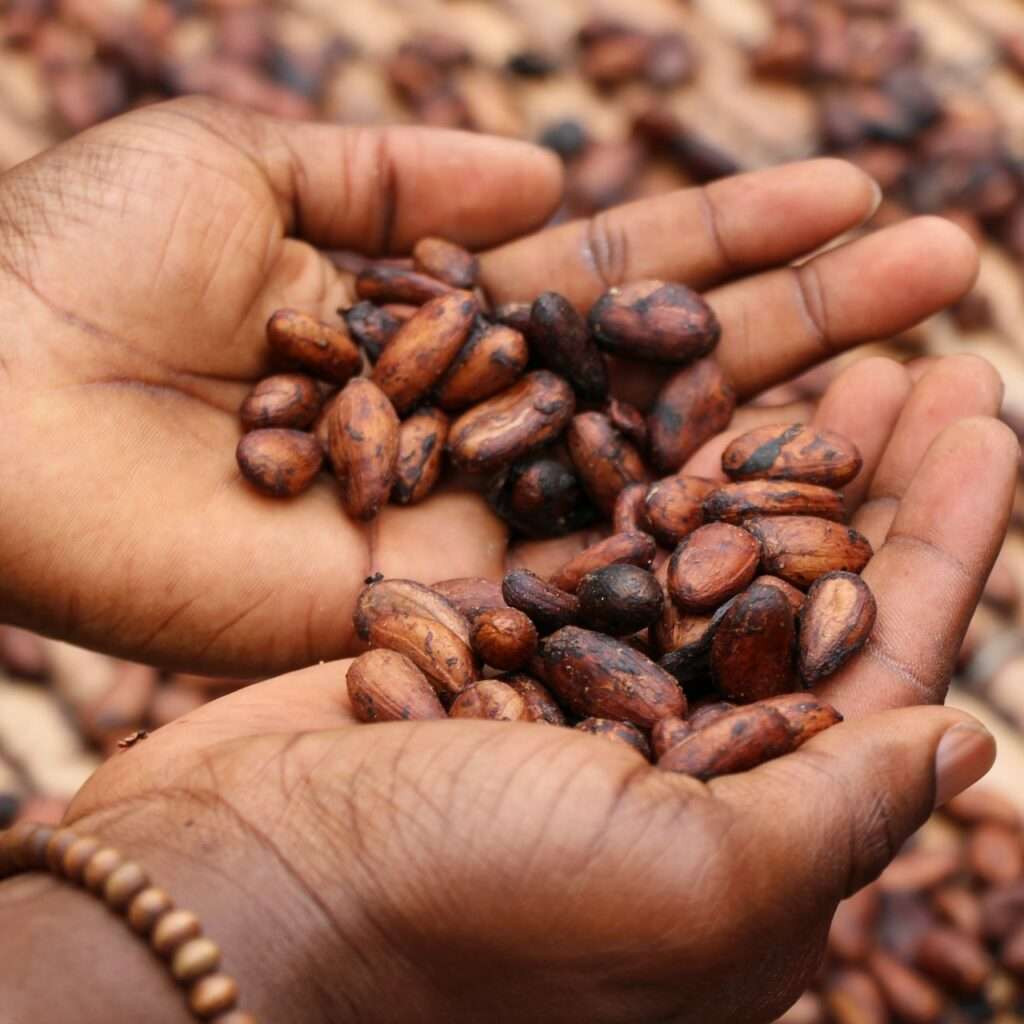 African holding cocoa beans