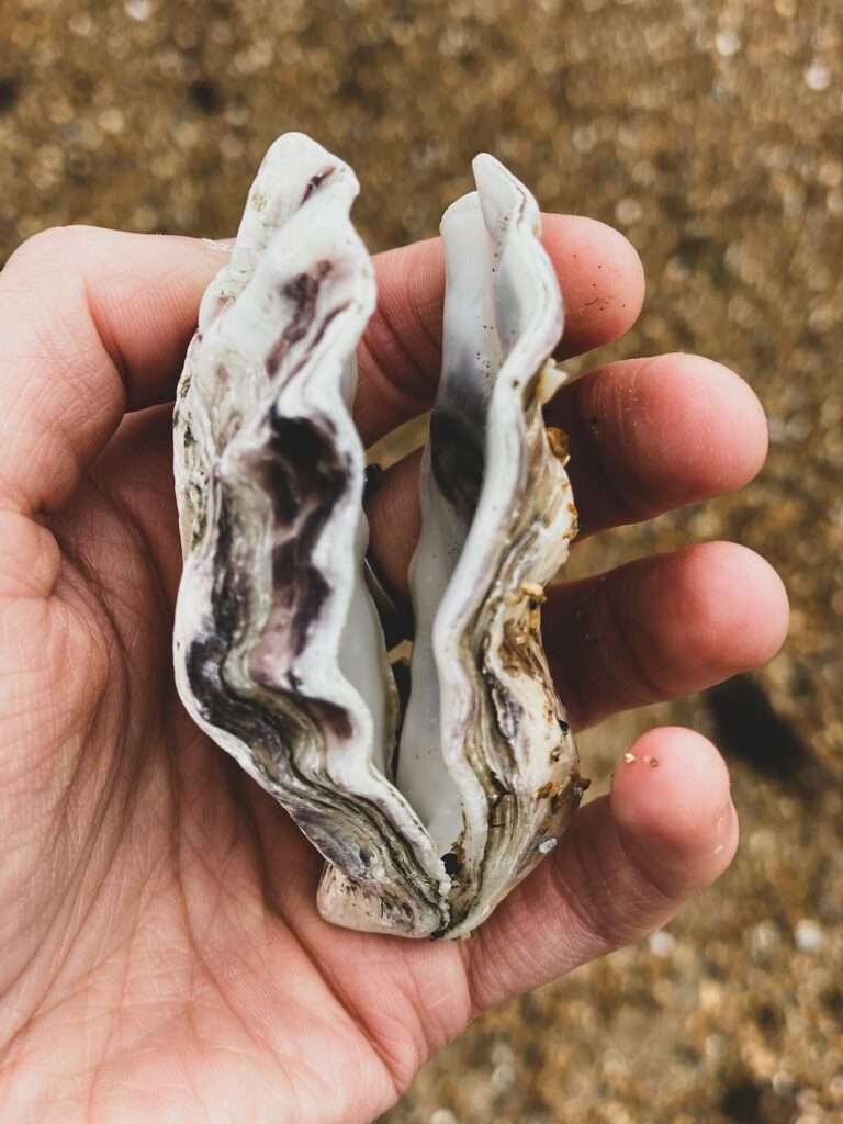 Oysters play a vital role in ocean health.