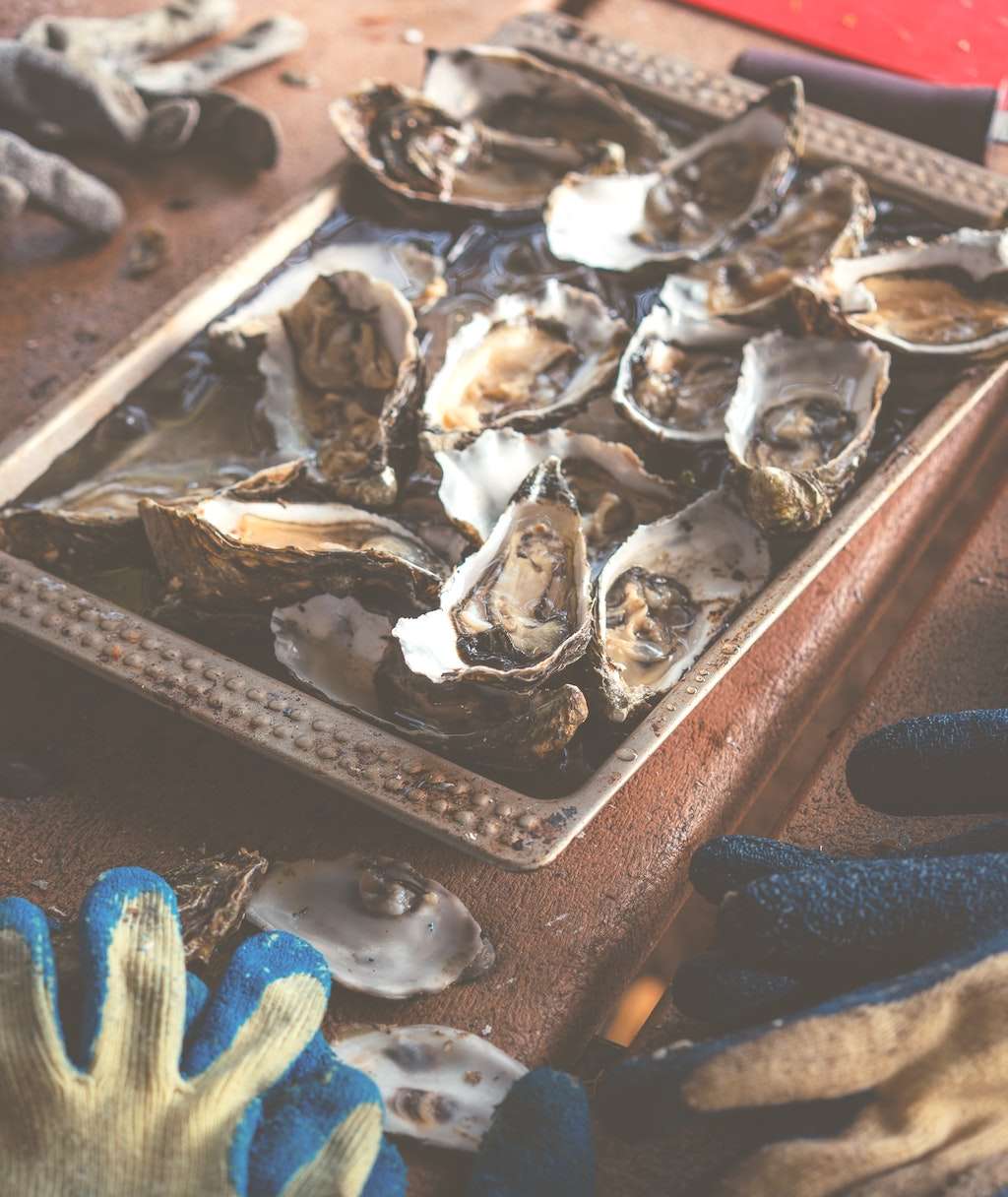 Oysters after harvest