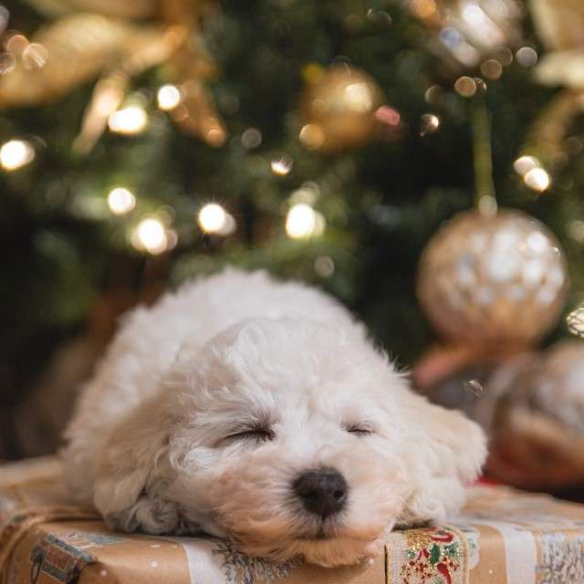 dog and Christmas present