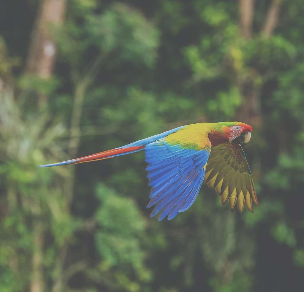 a parrot flies through a rainforest