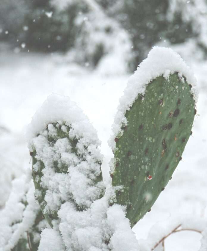 snow covers cactus