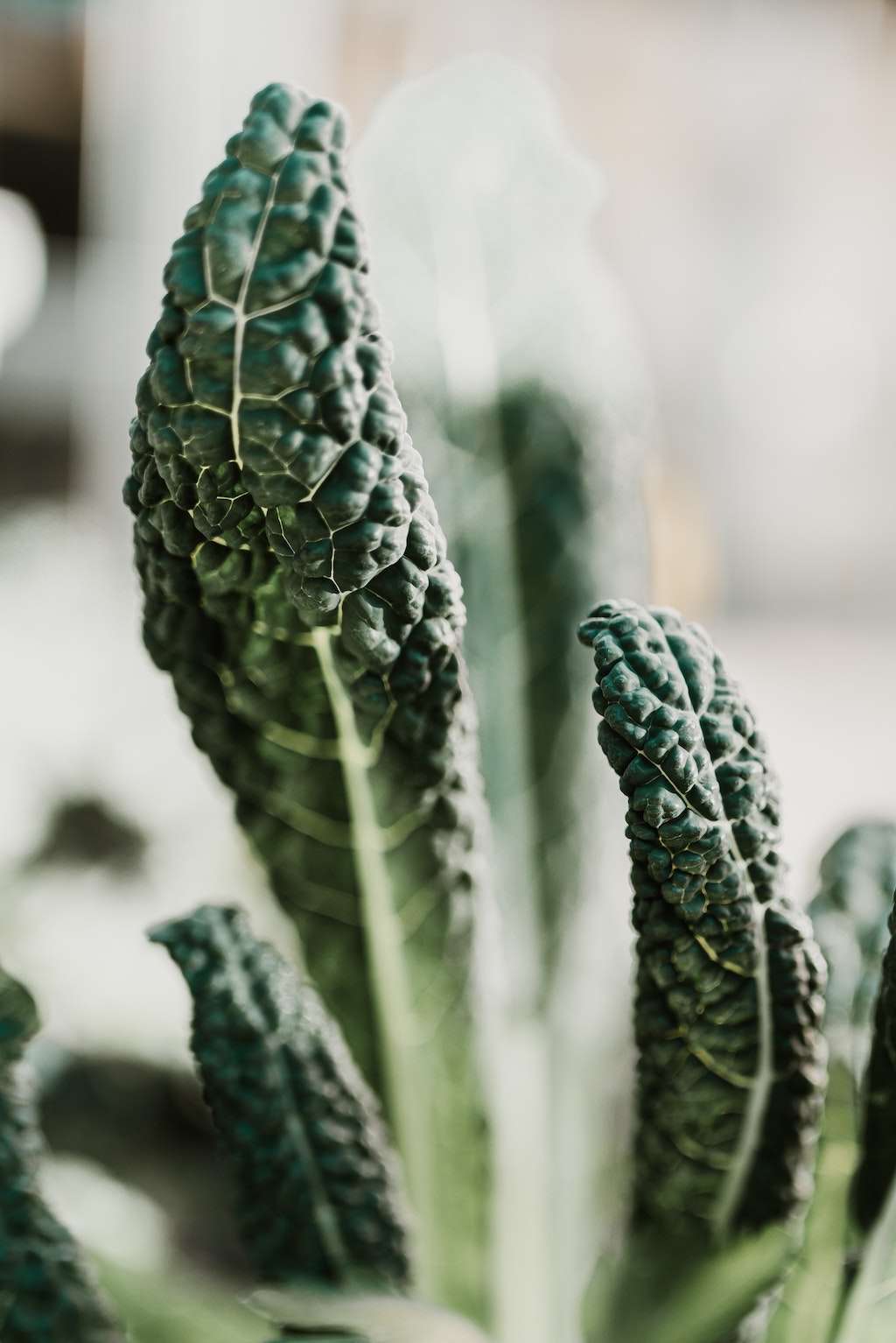 The Simple Reason Why Nutritionists Love Lacinato 'Dinosaur' Kale Ethos