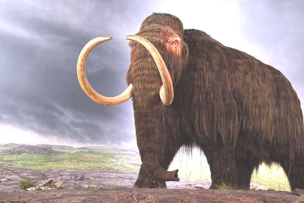 wooly mammoth
