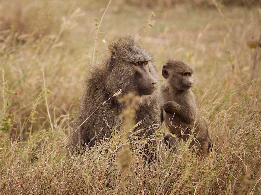 Mom and son baboons at Serengeti National Park savanna - Tanzania.