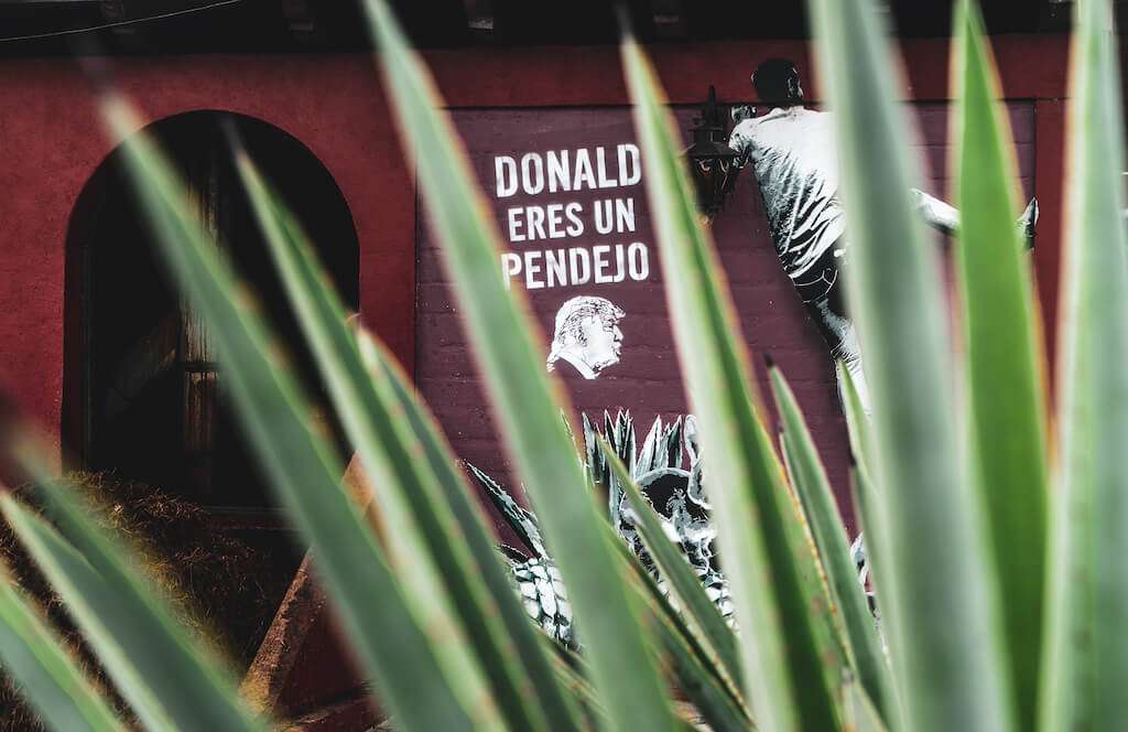 Agave in front of the Donald Eres Un Pendejo sign 