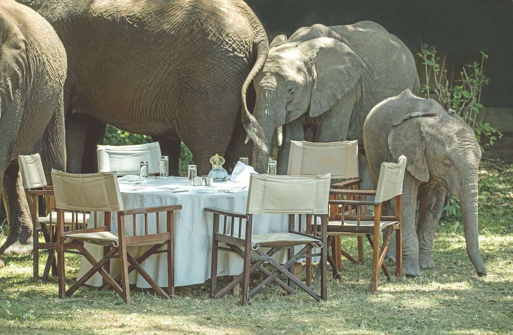 Elephants crash a lunch party in the Masai Mara.