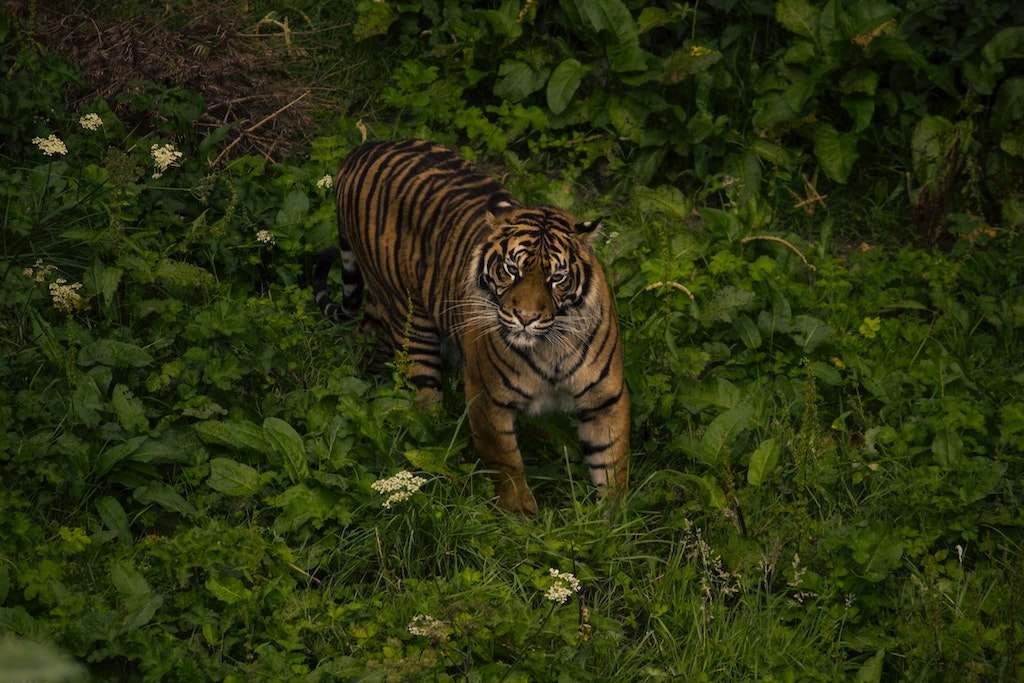 Sumatran Tiger. 