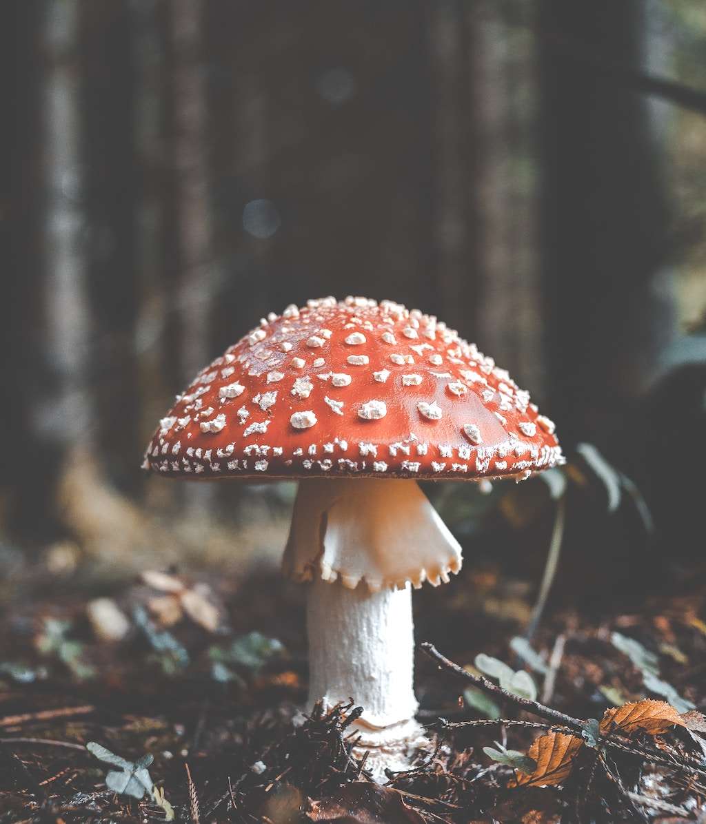 Amanita Muscaria in a forest.