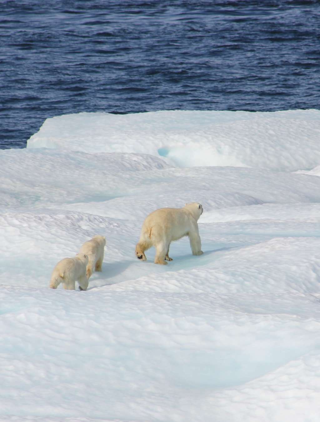 Polar bear mother and cubs.