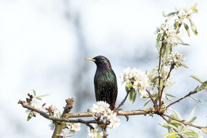 A common starling