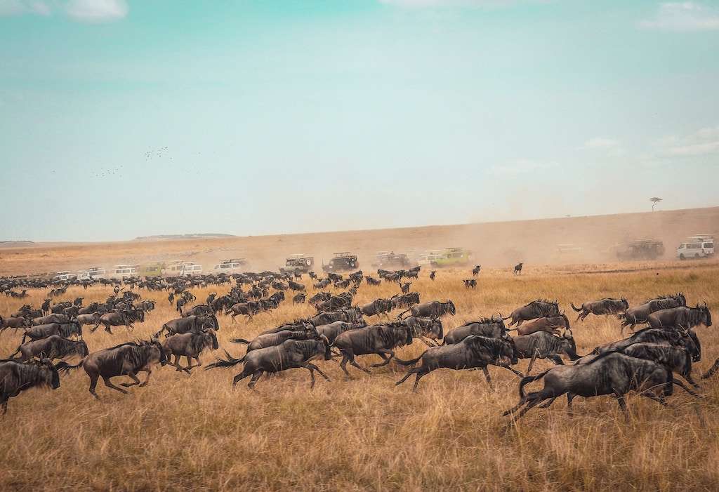 The Great Migration of wildebeest across the Masai Mara National Reserve in Kenya