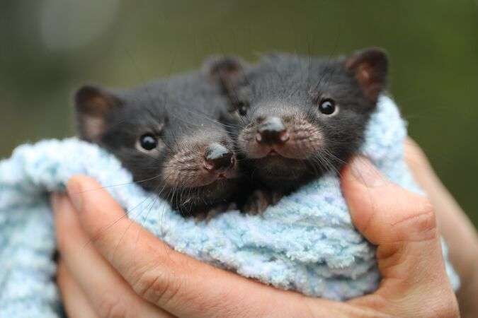 Tasmanian devil joeys