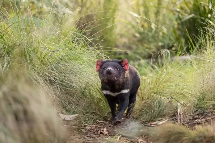 Tasmanian devils are rebounding in New South Wales