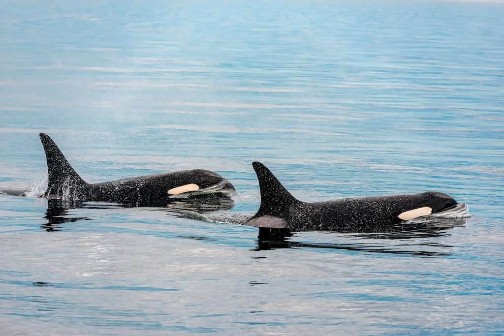 Orcas in the wild 