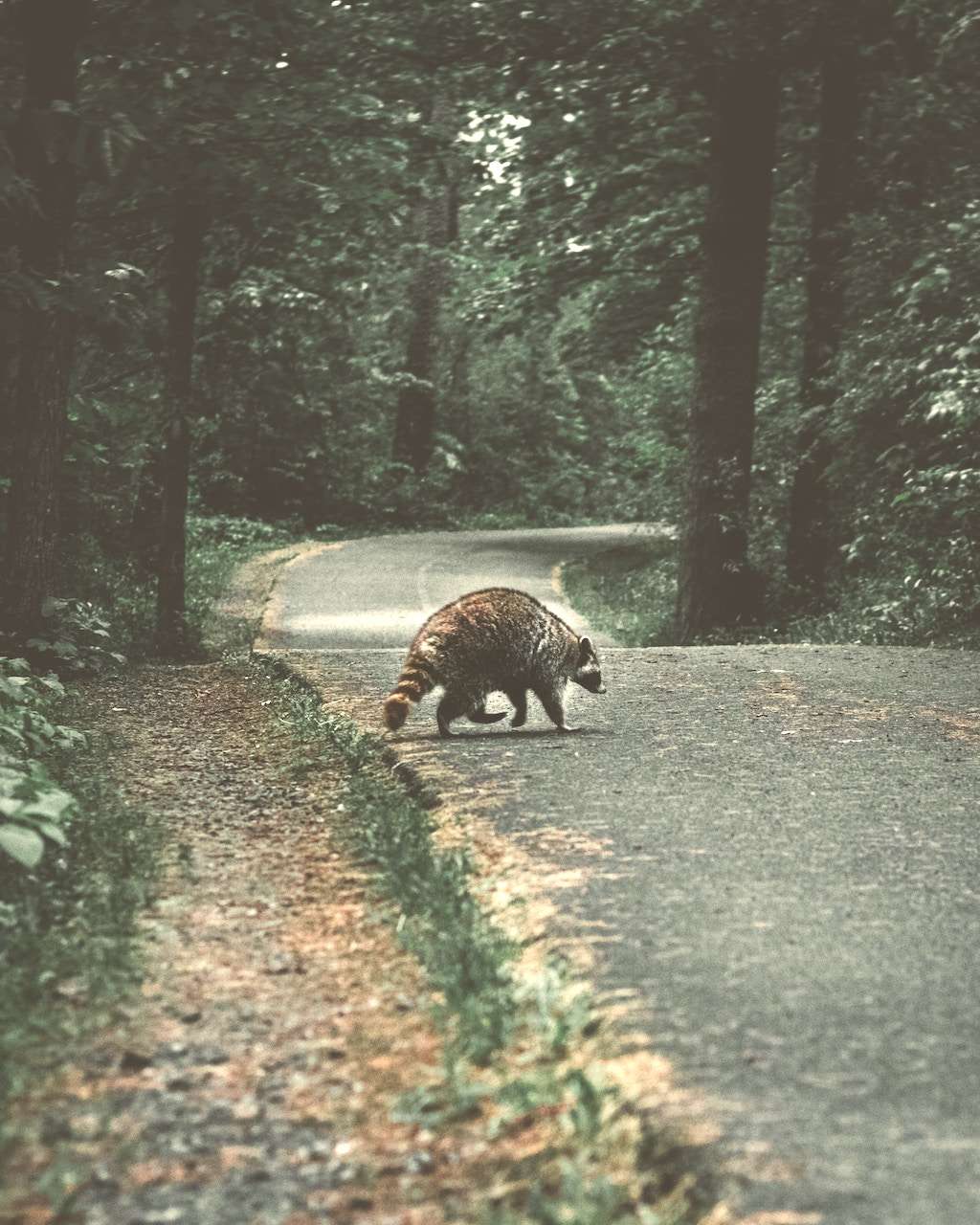 A raccoon on the road in Canada