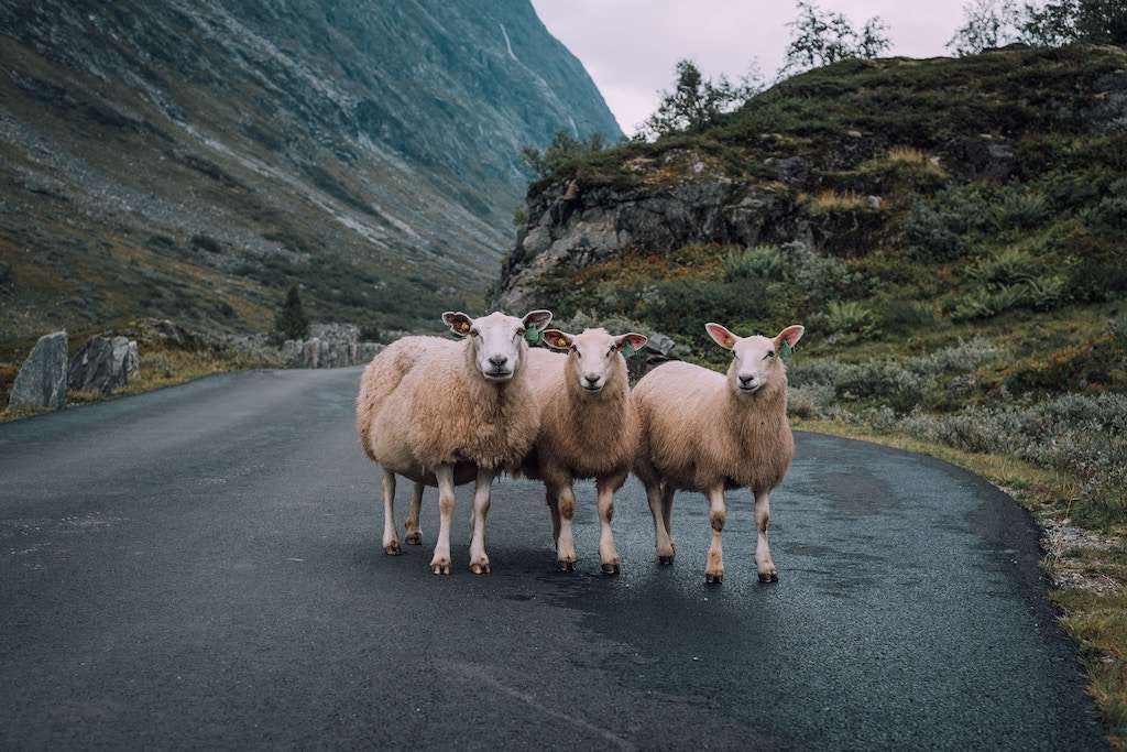Sheep on a road in Norway