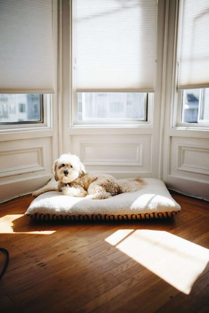 blinds with dog on floor