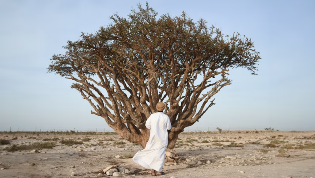 Frankincense tree in protected Unesco site