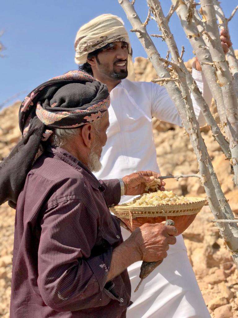 Omani frankincense harvest