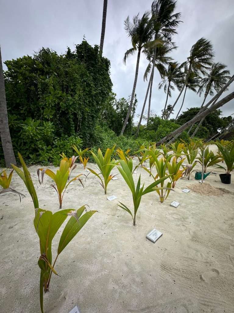 Coconut tree nursery at Siyam World.